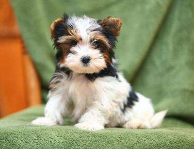 biewer-Yorkie-Puppies-for-sale3