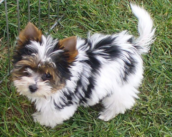 biewer-yorkshire-terrier