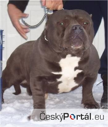 252-1404-american-bully-american-bully-6