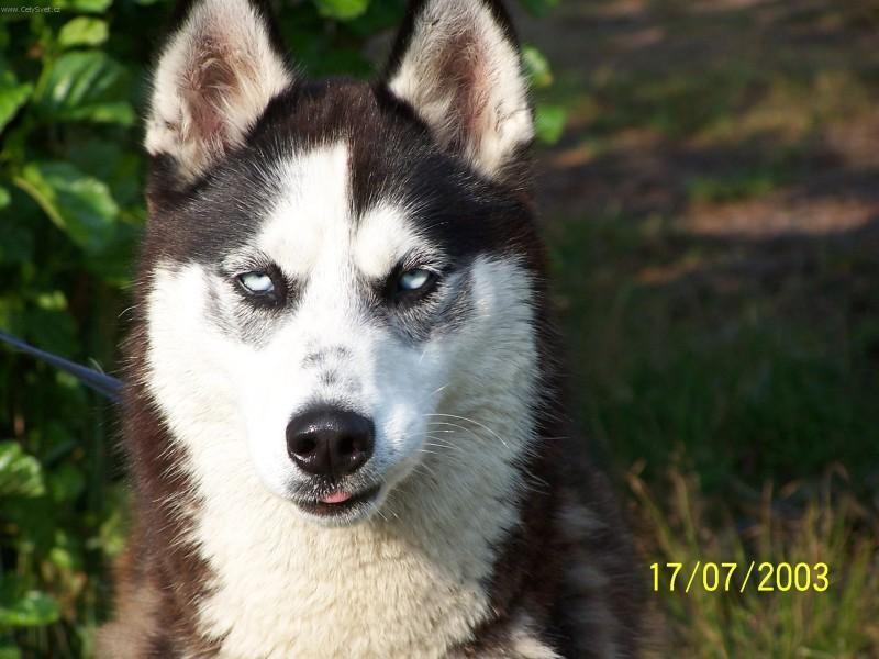 4556-sibirsky-husky